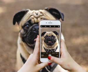 Getting the best photograph to draw your dog by