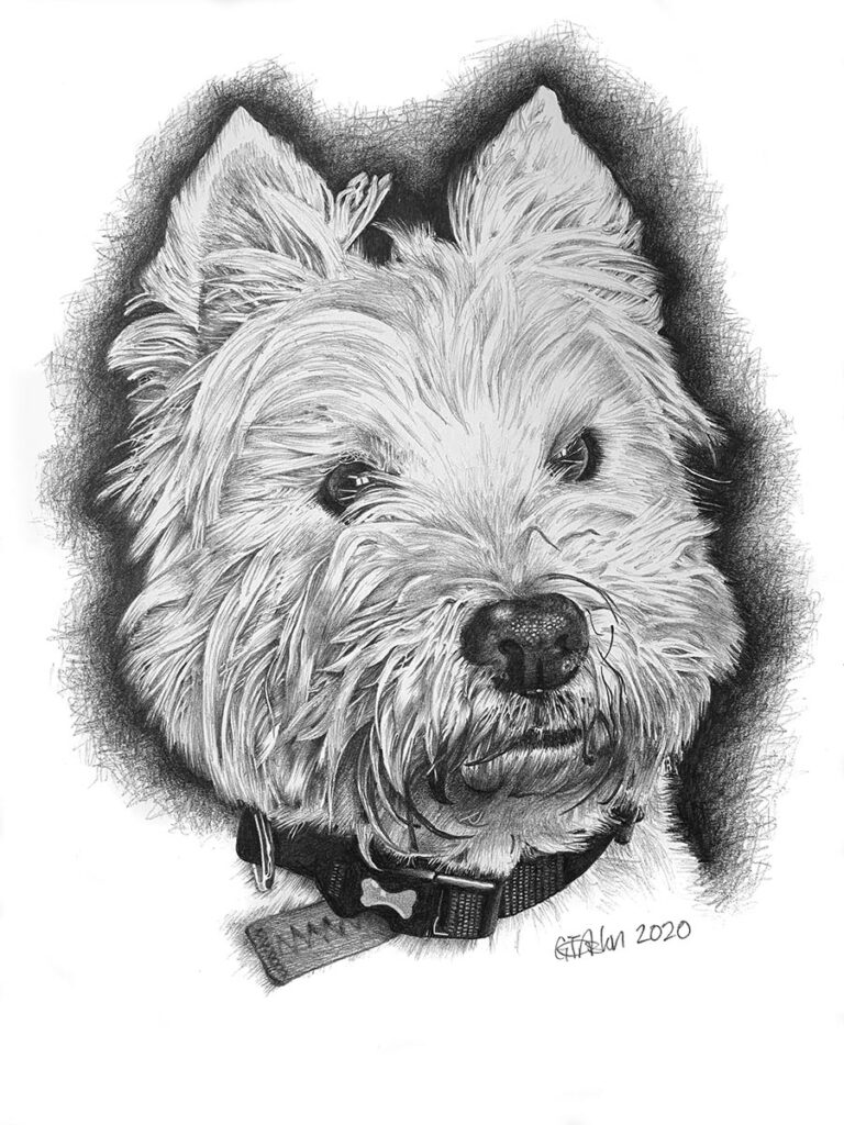Dog portrait of a West Highland Terrier