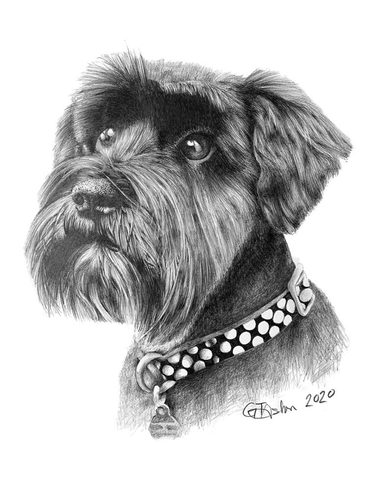 Pet Portrait of a Miniature Schnauzer