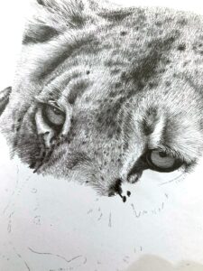 Lioness drawing in progress