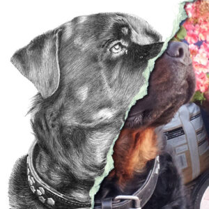 Draw my dog