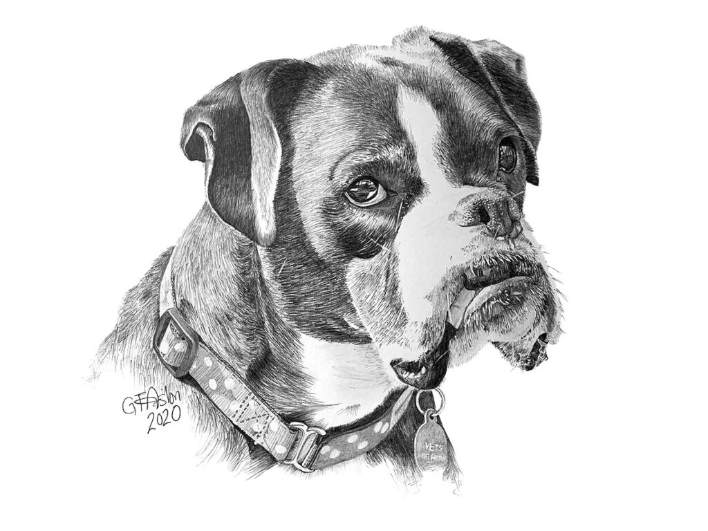 Pencil portrait of boxer dog