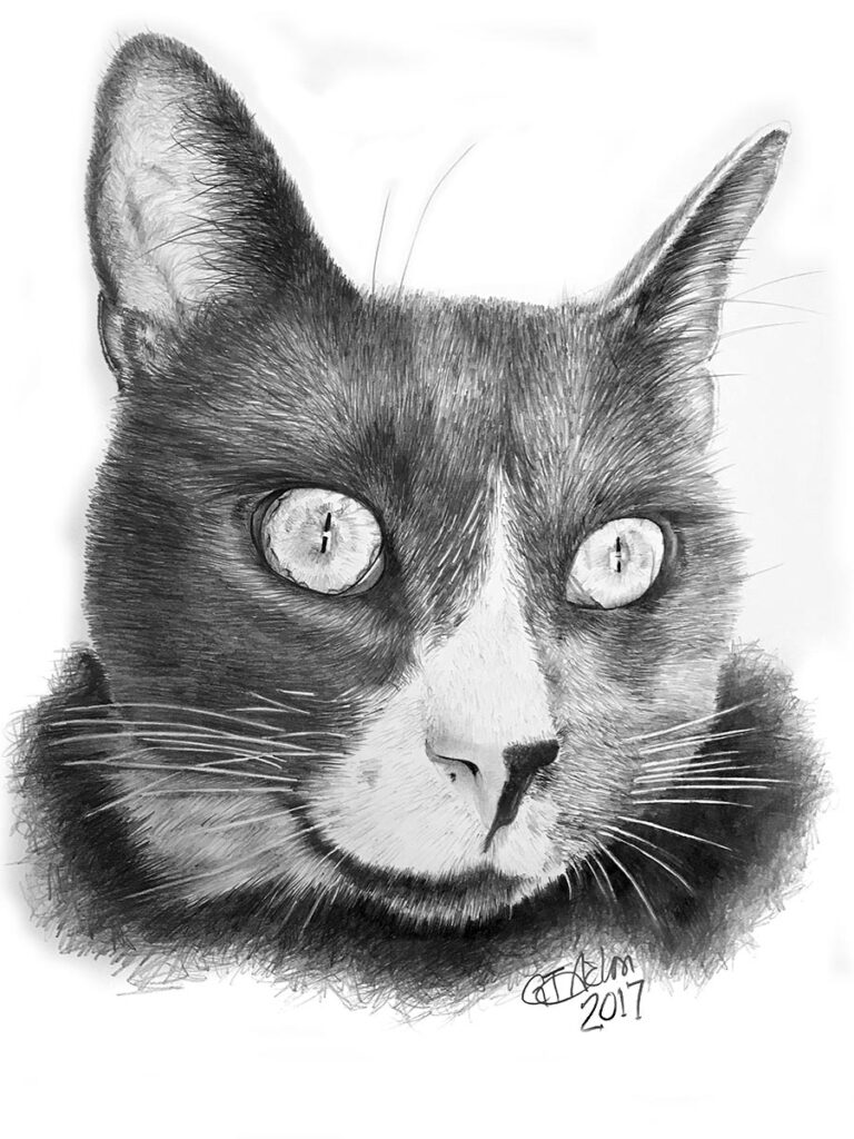 Pencil drawing of a cat