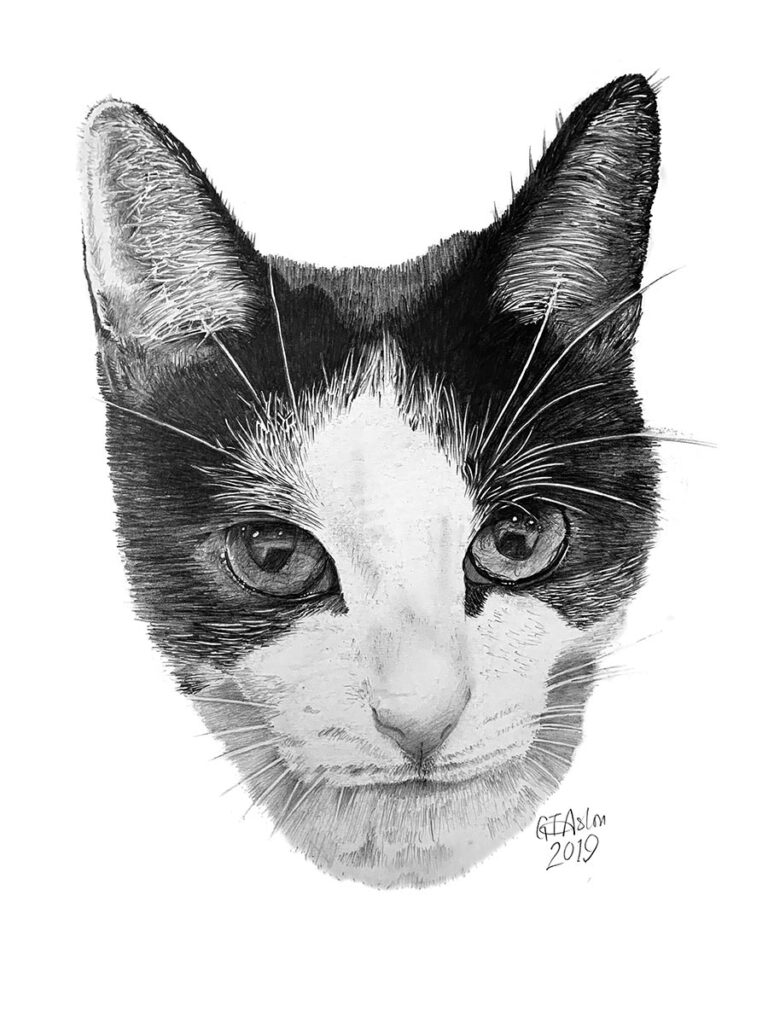 Cat pencil portrait