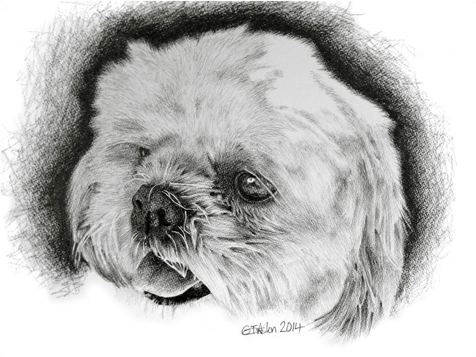 drawing of a bichon frise