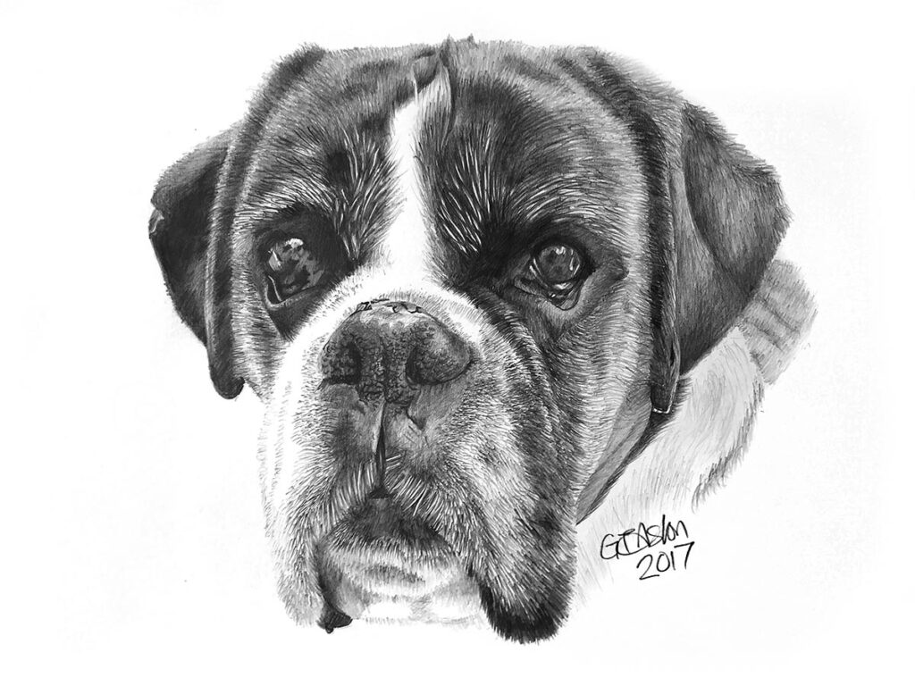 Boxer dog portrait drawing