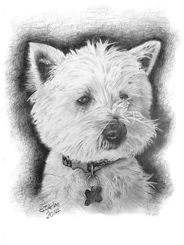 Pencil portrait of west highland terrier