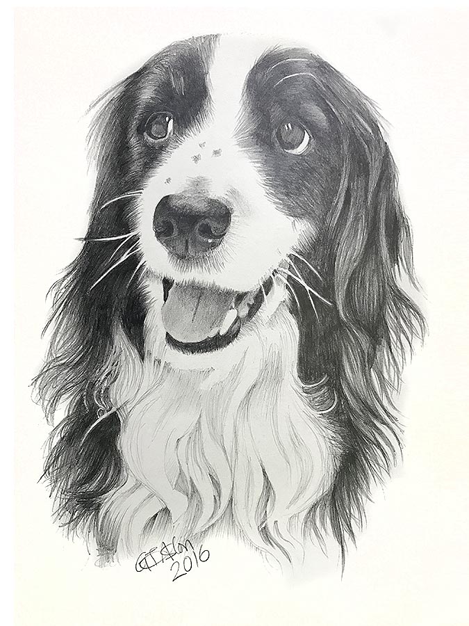 Drawing of a Long Haired Collie