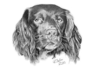 drawing of a springer spaniel