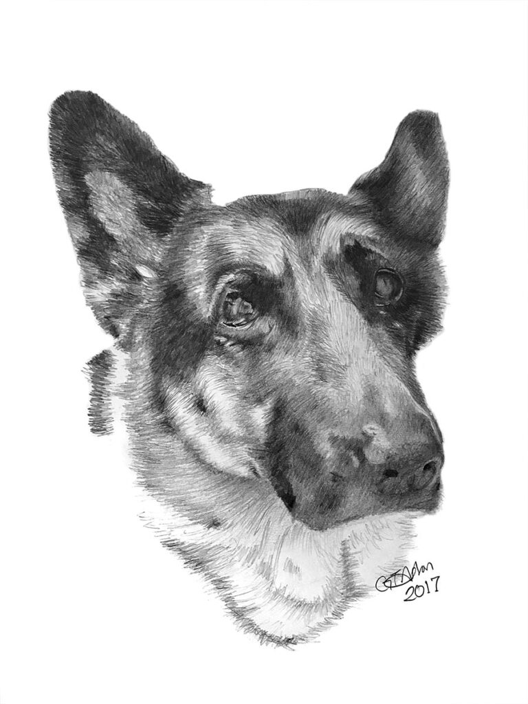 German Shepherd drawing