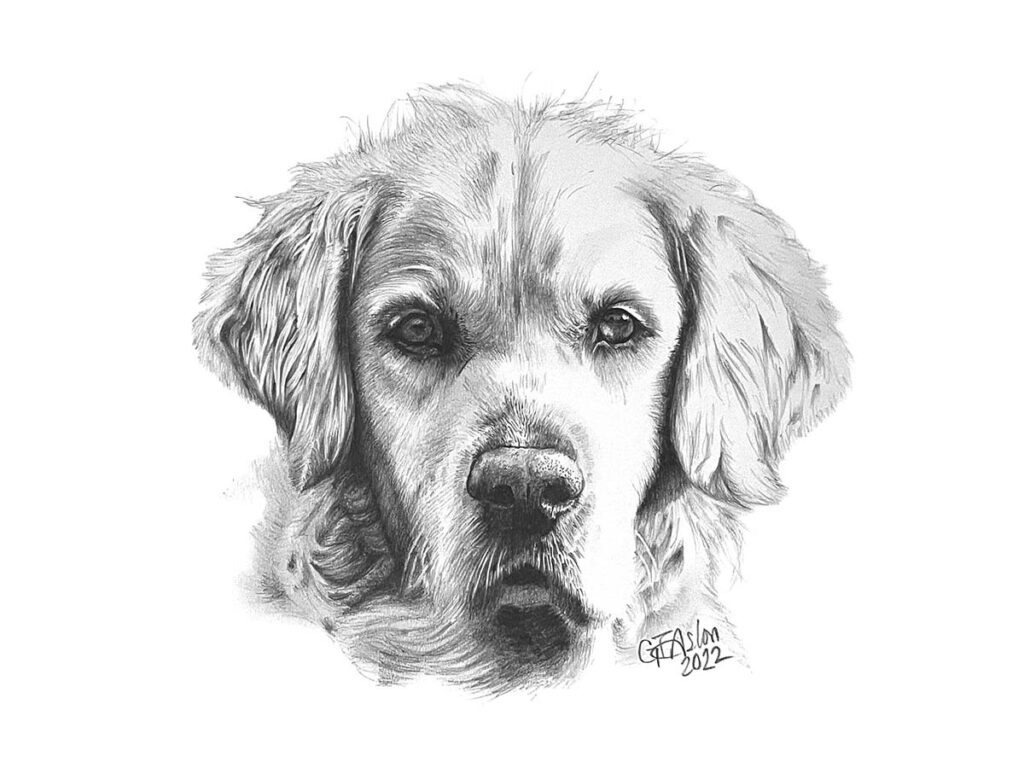 Pencil portrait of a Golden Retriever