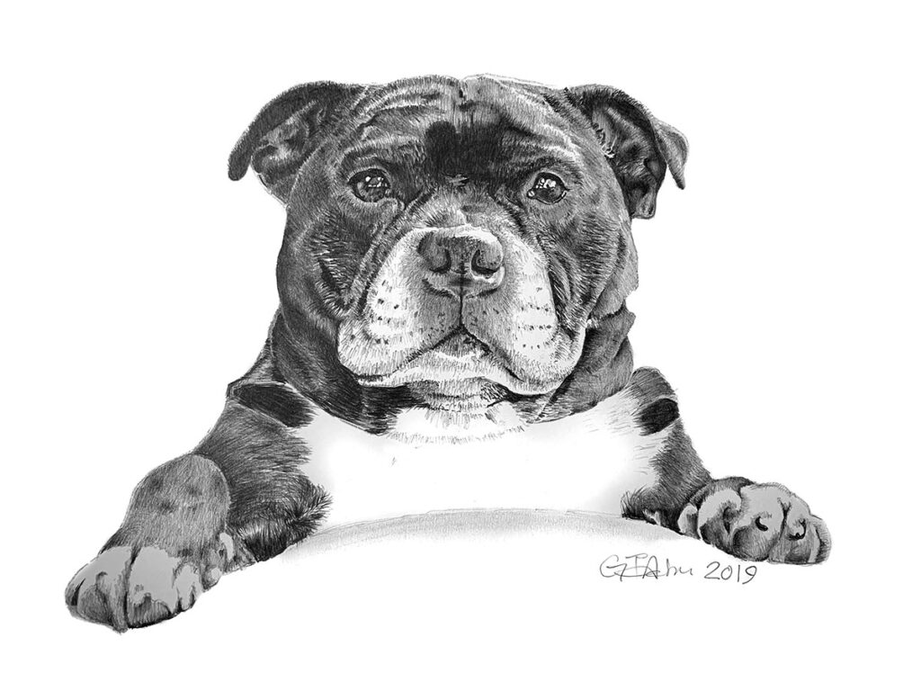 Pencil portrait of a Staffordshire Bull Terrier