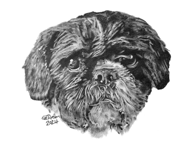 Pencil portrait of a dog - Rufus